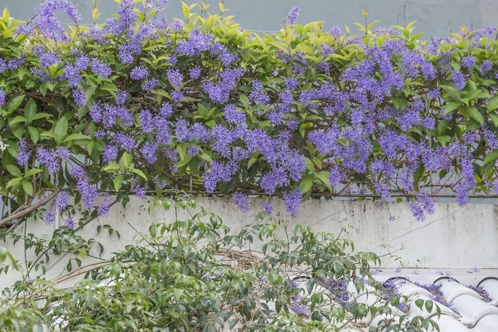 منزل للإقامة Morada Das Flores بورتو أليغري