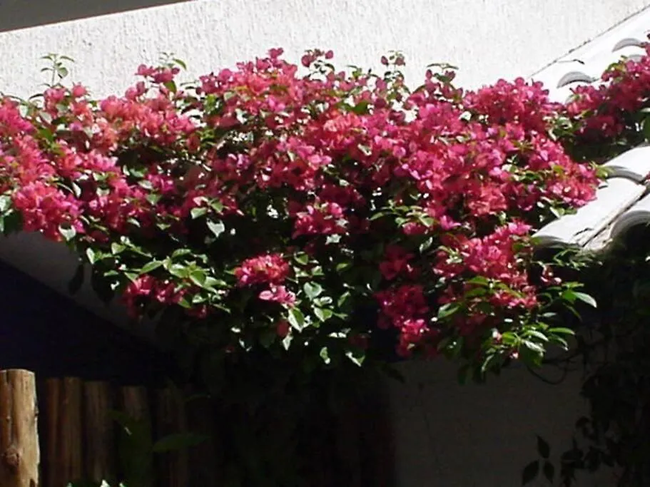 Morada Das Flores Porto Alegre Homestay